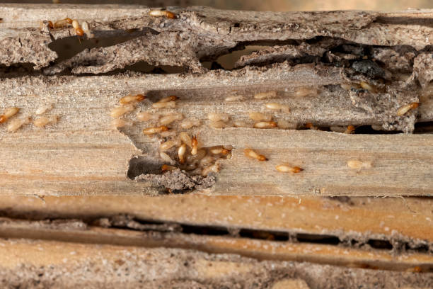 Best Termite Control Services  in Nowthen, MN